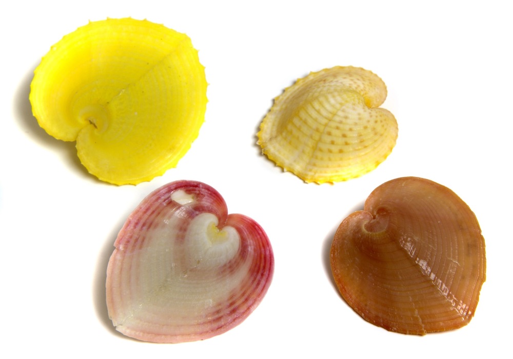 希少)チリメンアオイガイ 貝 オーストラリア産 希少)チリメン