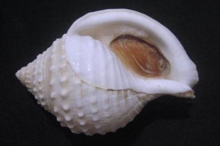 貝殻標本 カブトボラ ② 蓋つき 貝殻標本 カブトボラ ② 蓋つき