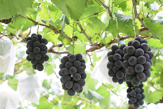 長野県産】種無し巨峰 | 果実の森