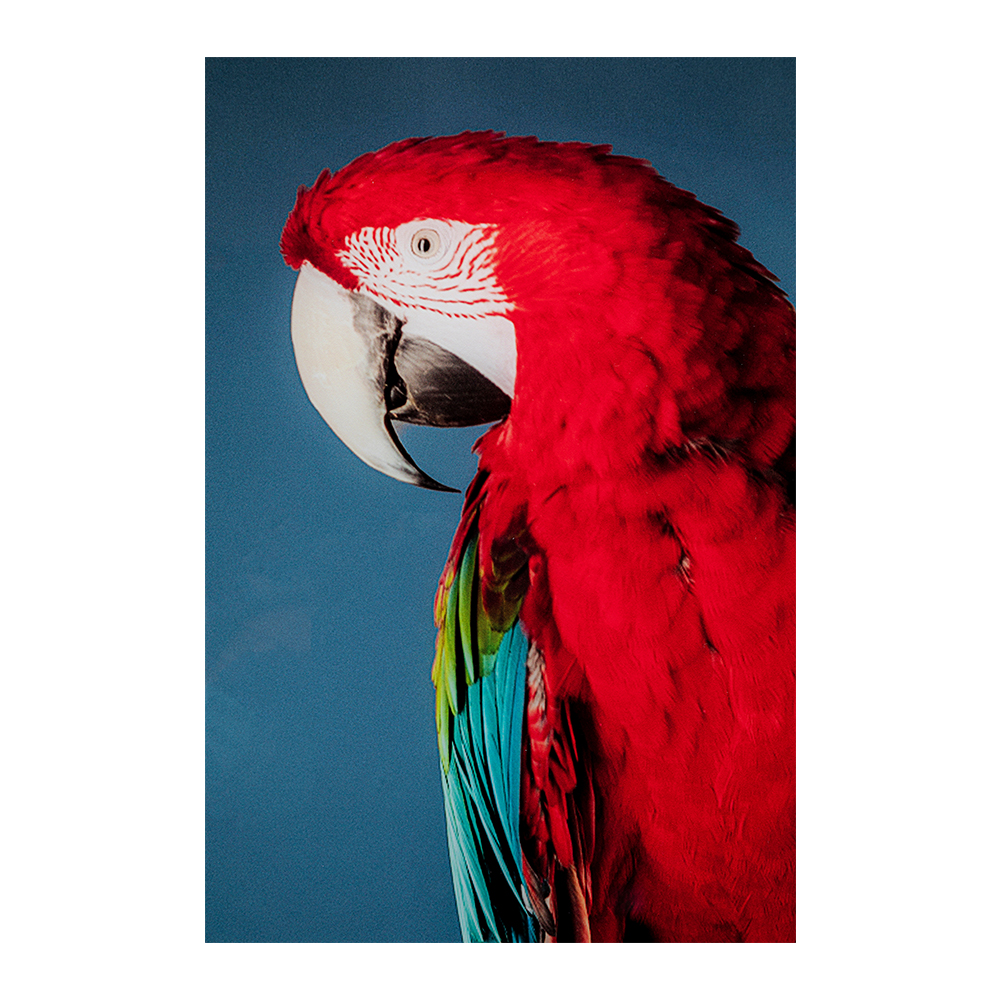 廃番】ツインパロット80×120cm ガラスピクチャー ｜【KARE】ドイツの