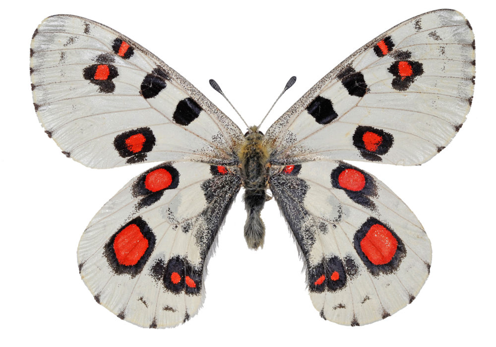 開廊記念】蝶 ▷ネオダダ ▷建築▷アートがつなぐ。未来。展