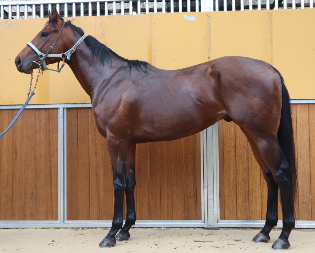 JRA 競馬 '91世界最強3歳馬アラジ号 写真（額入り） JRA 競馬 '91