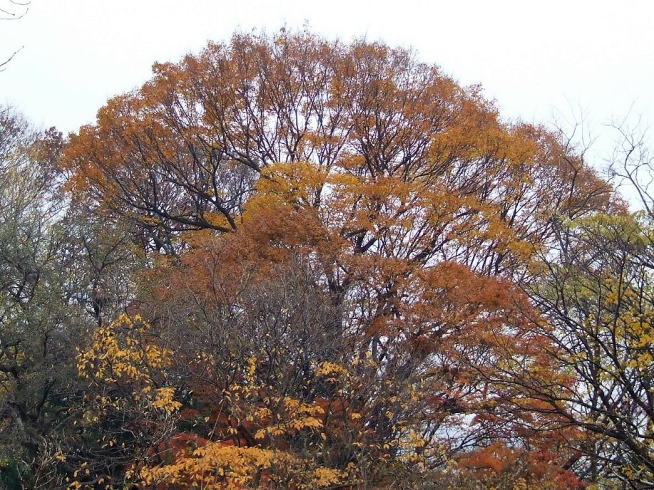 ケヤキ（欅） - 樹の花ノート