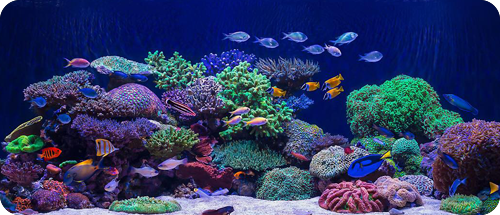 A360XE Tuna Blue | Kessil LED