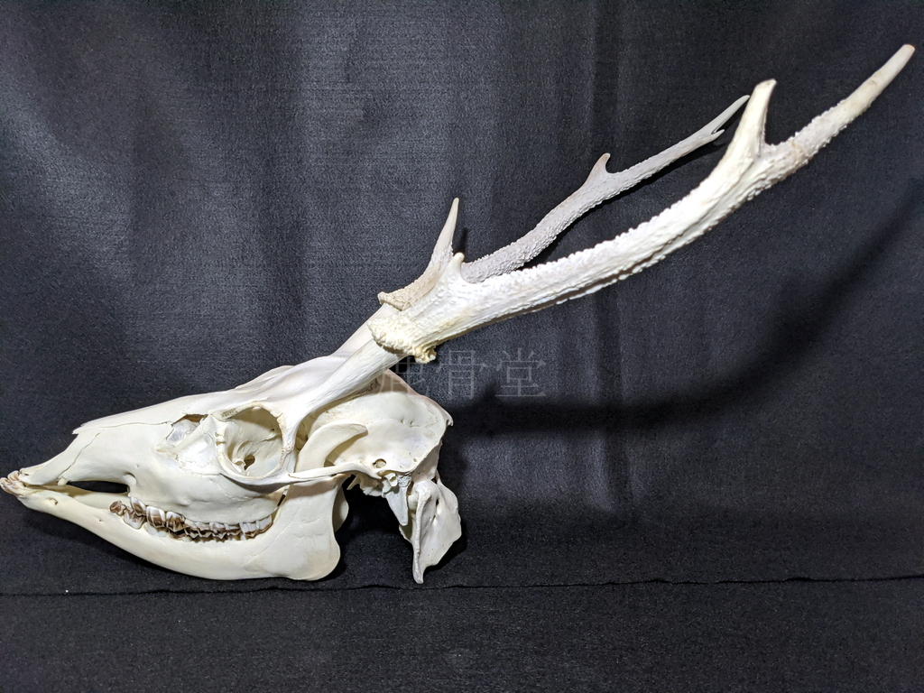 激レア美品 鹿の骨 鹿の骨格標本出品してます |