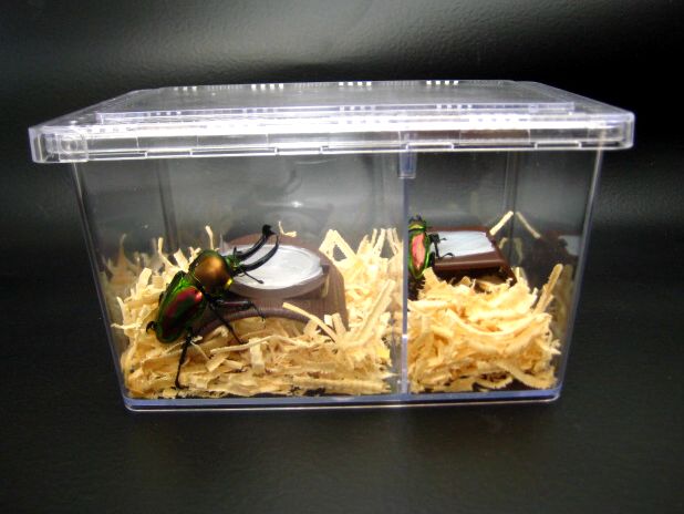 クリアースライダー飼育ケースの販売【即日スピード出荷】