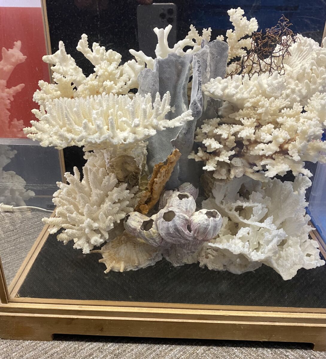 珊瑚 サンゴ ディスプレイ 原木 置物 – キングラム