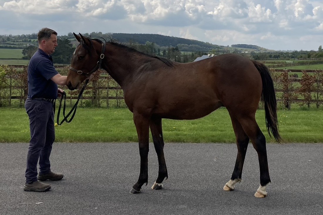 クールモアとの新たな共同所有馬 | キーファーズサロン