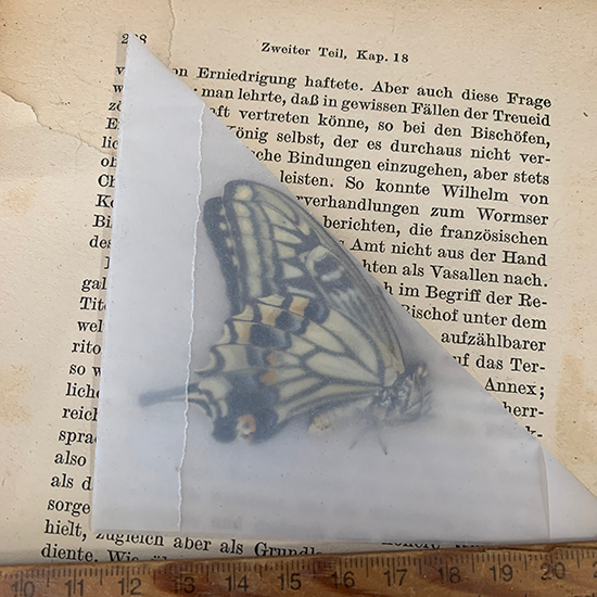 アゲハ蝶の標本 – きらら舎