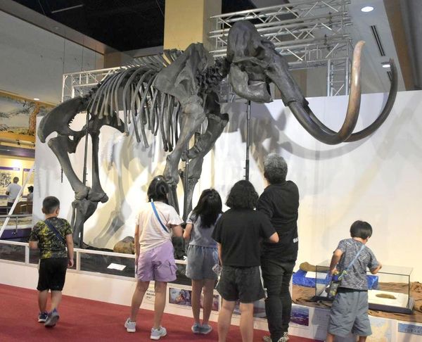 巨大マンモス 全身骨格展示 31日まで 茨城・神栖 | きたかんナビ