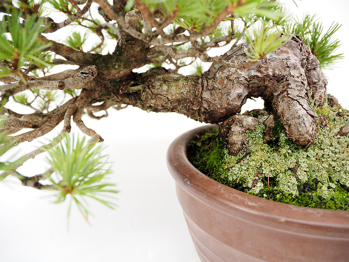 2つ 植木鉢 美芸 鉢 美芸鉢 懸崖鉢 和鉢 ミニ鉢 2