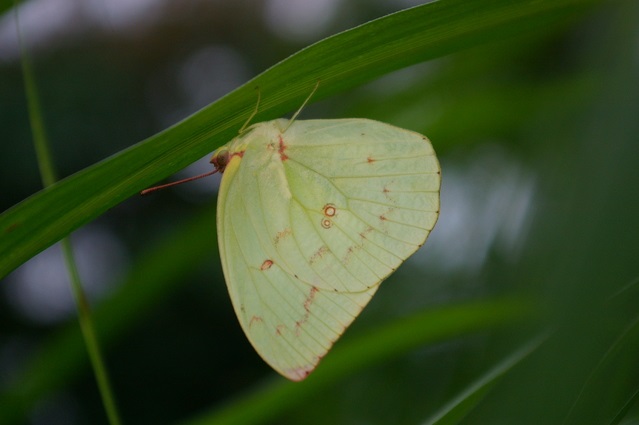 ウスキシロチョウ|昆虫図鑑