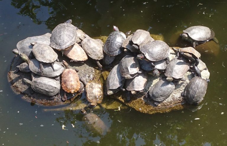 亀の池 – 丹後 峰山の こんぴらさん