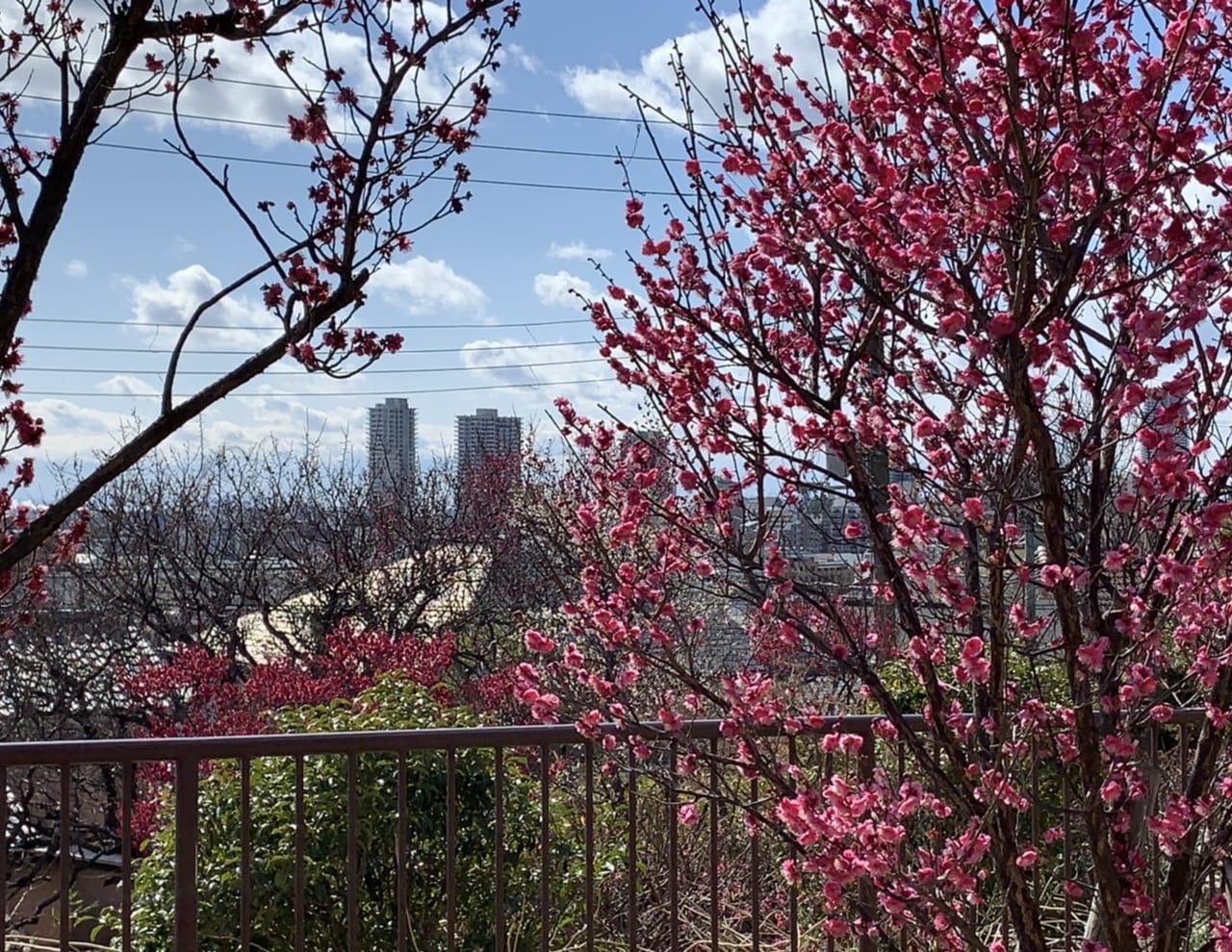 神戸市東灘区】2020年2月6日岡本梅林公園開花状況！紅梅満開近し！2月