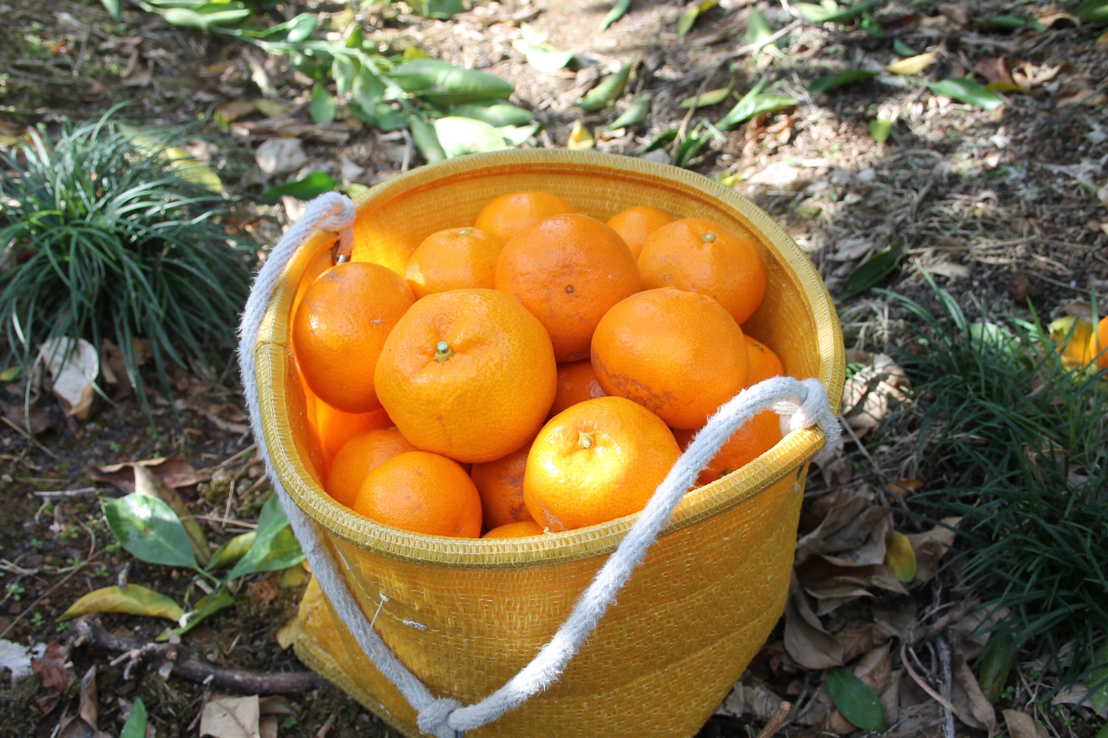 高知が誇るブランドみかん「山北みかん」のみらいをつくる、協力隊員募集！