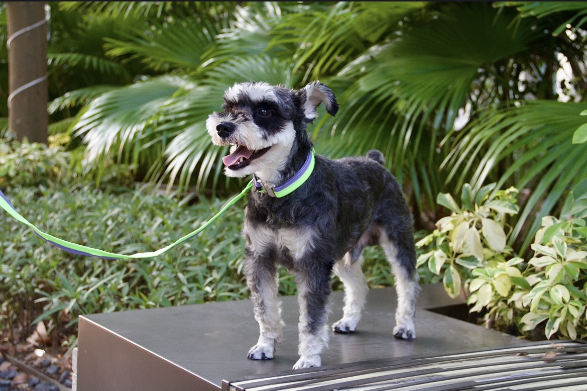 Unzip Color Matching Collar Suit-Neon |犬用 首輪リードセット