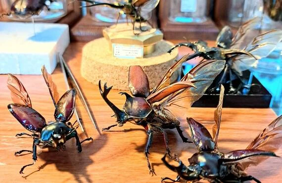 ウエストウッディオオシカクワガタ」その魅力と価値を引き出す芸術的