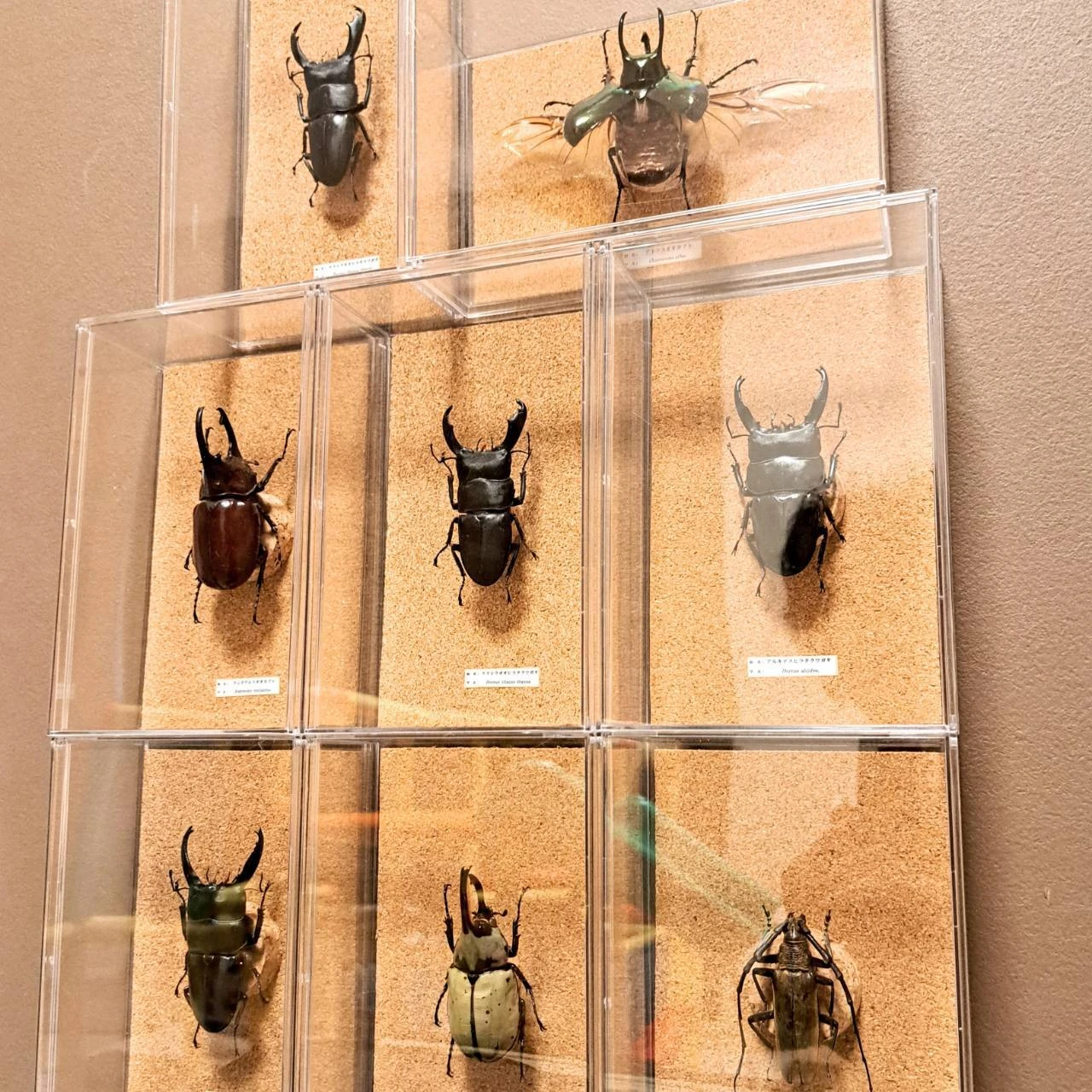 自由研究はこれで決まり！ 超本格派標本作りが体験できるオススメ商品