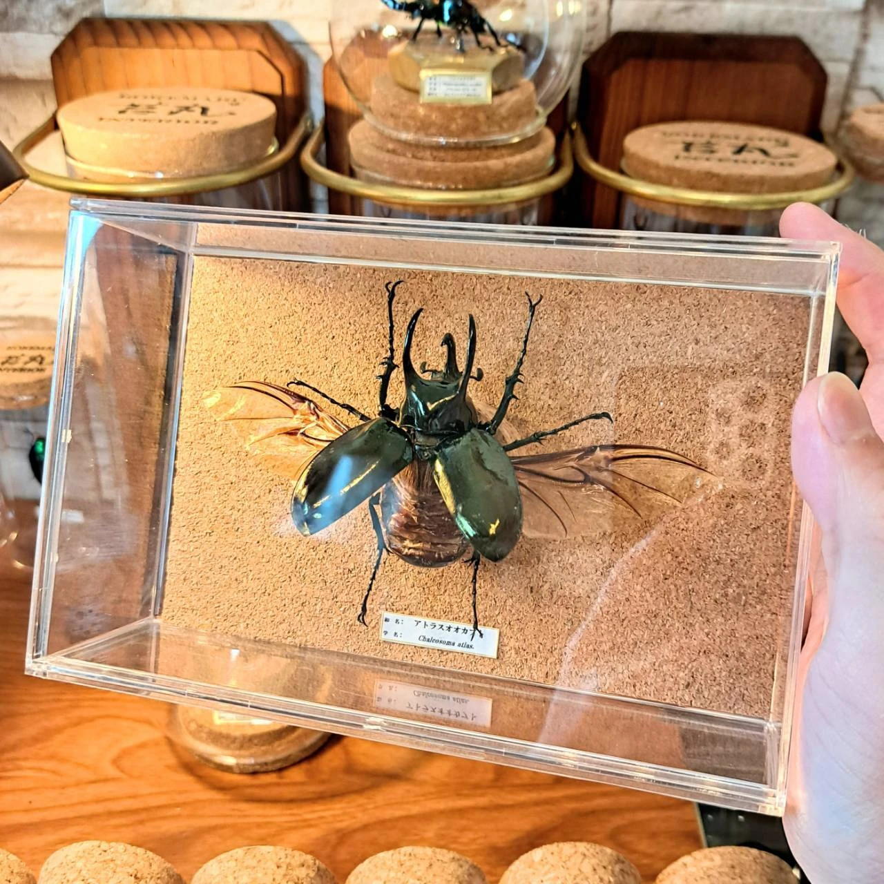 レアなアトラスオオカブトの本格標本づくりワークショップ 苔丸インテリア