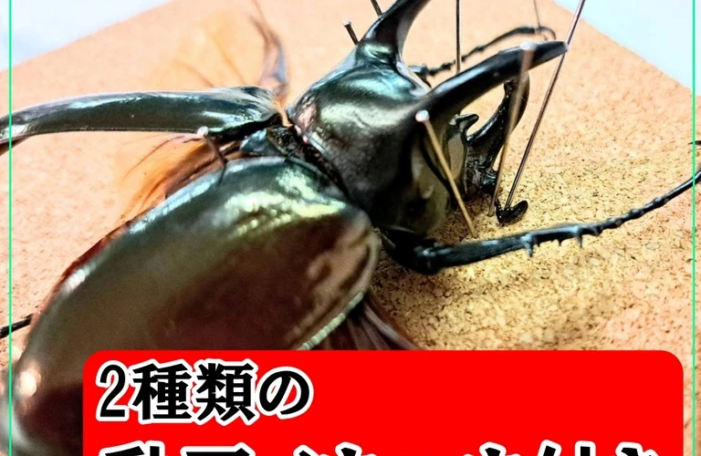 夏休みに昆虫標本を作ろう！超本格派昆虫標本キット 苔丸インテリア