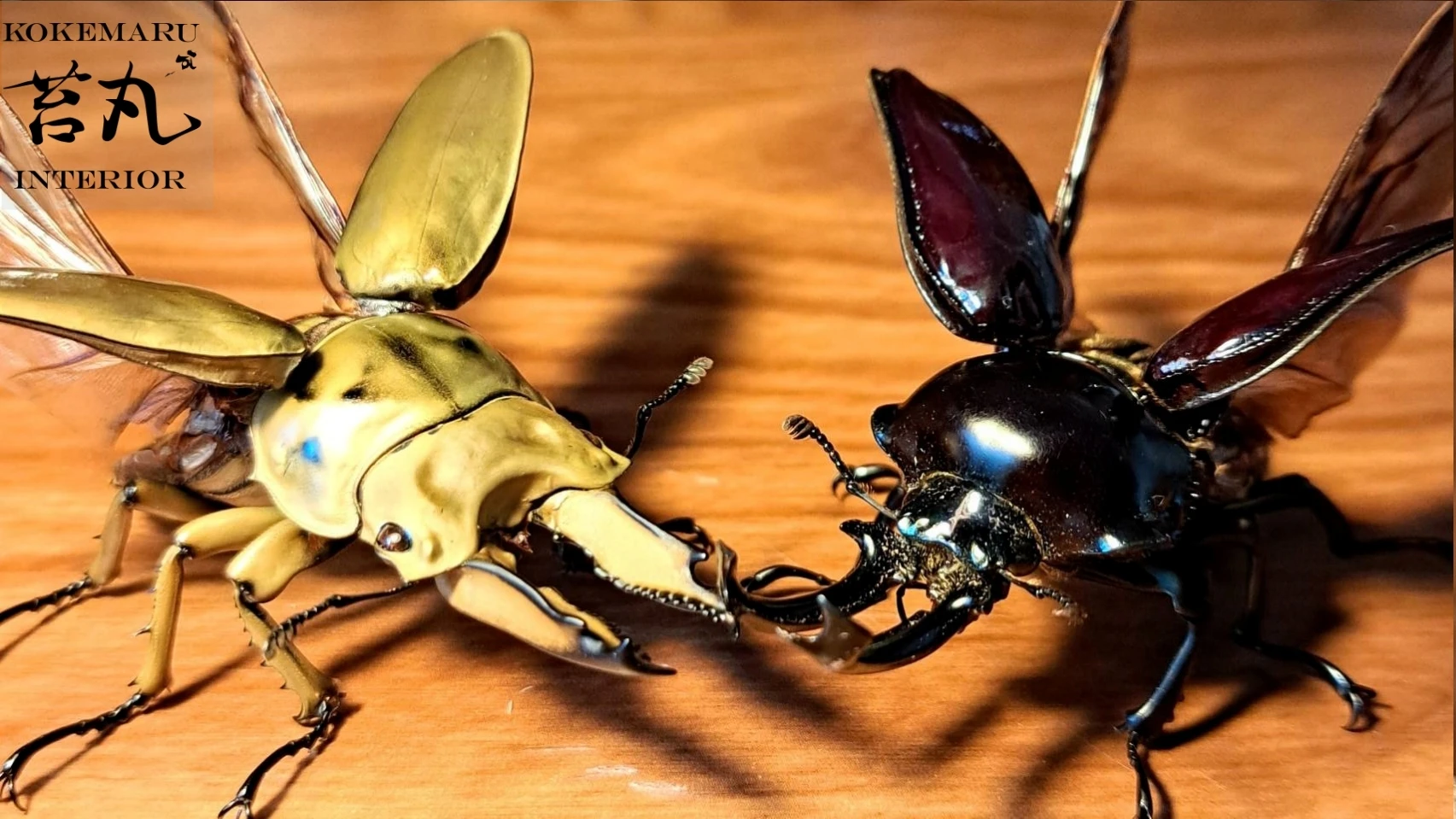 昆虫標本オーダー専門店 一点ものに拘る職人技；苔丸インテリア