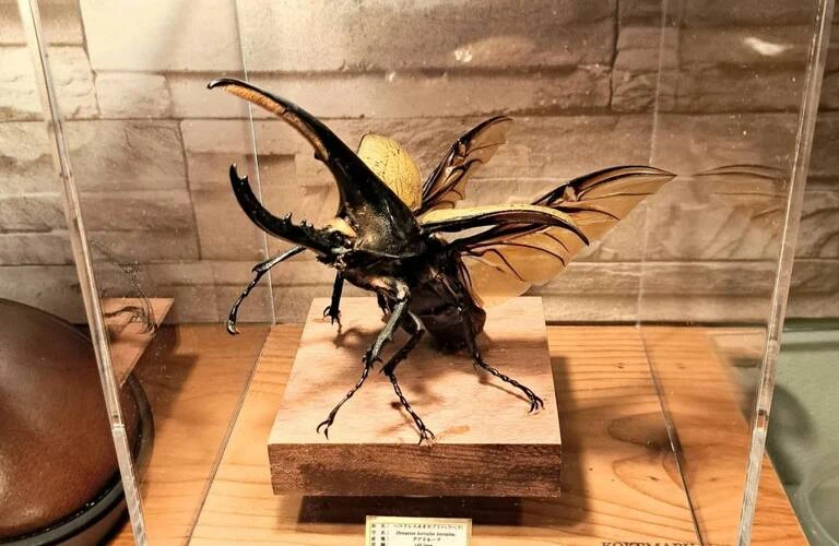 昆虫標本オーダー専門店 一点ものに拘る職人技；苔丸インテリア