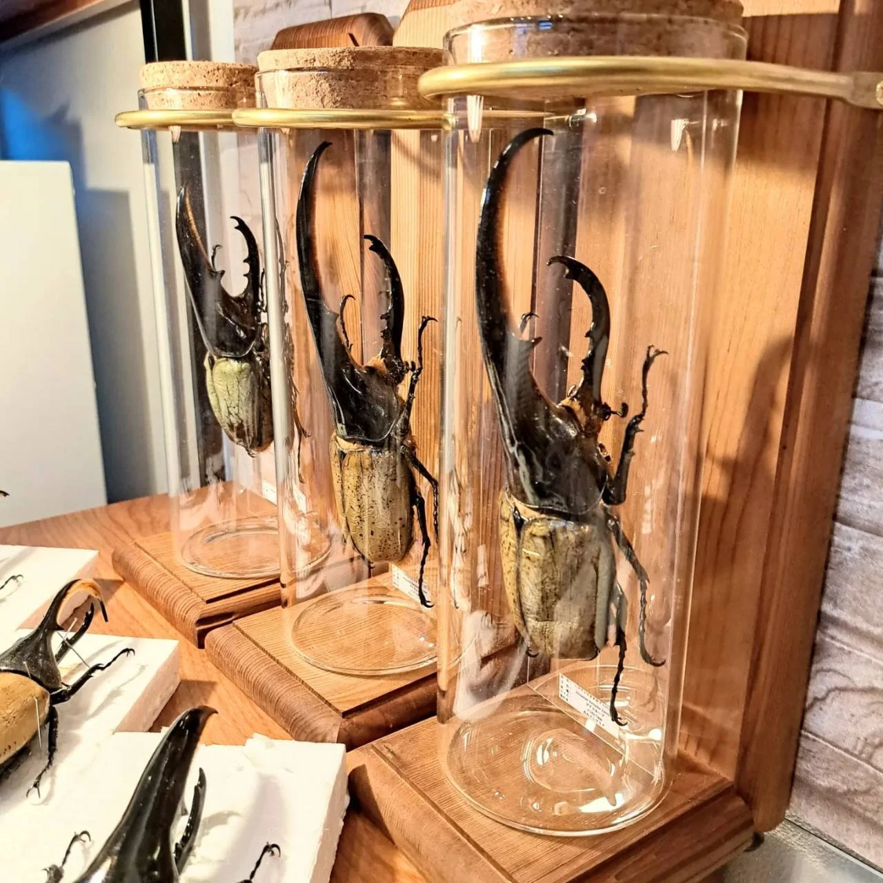 昆虫標本セット（4体） ヘラクレスオオカブト マンデイブラリス