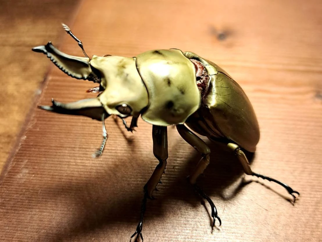 野外標本】タイ産オウゴンオニクワガタ 野外標本】タイ産オウゴンオニ