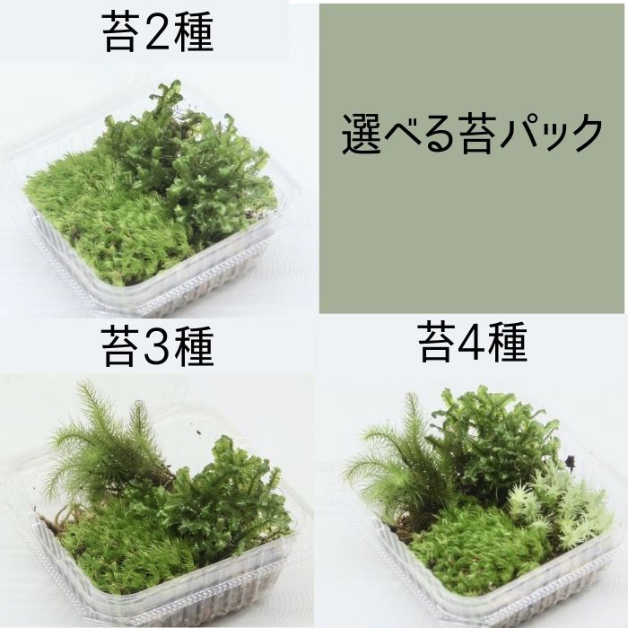 苔むすび OnlineShop