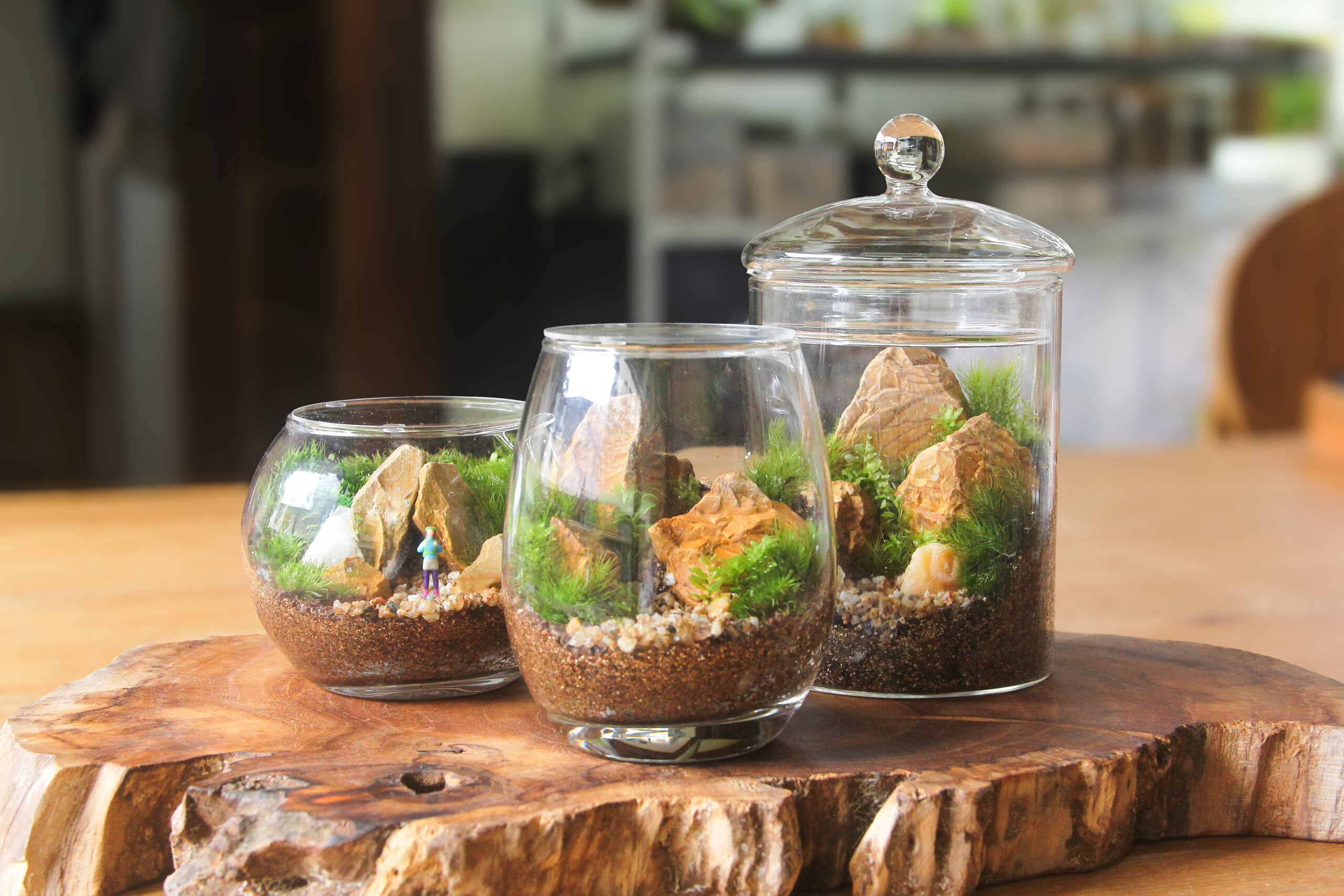 苔テラリウム体験 | 苔むすび