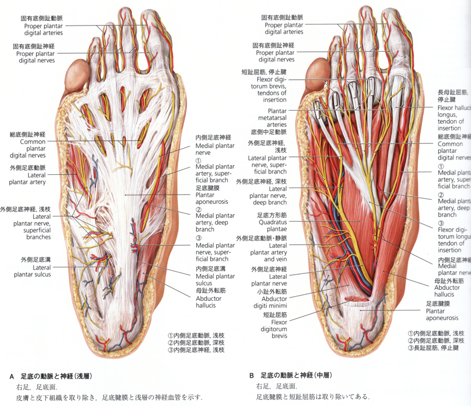 人間の足の解剖モデル、取り外し可能な 9 つのパーツ人間の筋肉骨格足