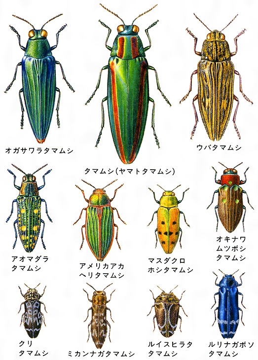 リ*ダ様 緑色と金色の光沢 昆虫標本 タマムシ約67匹 リ