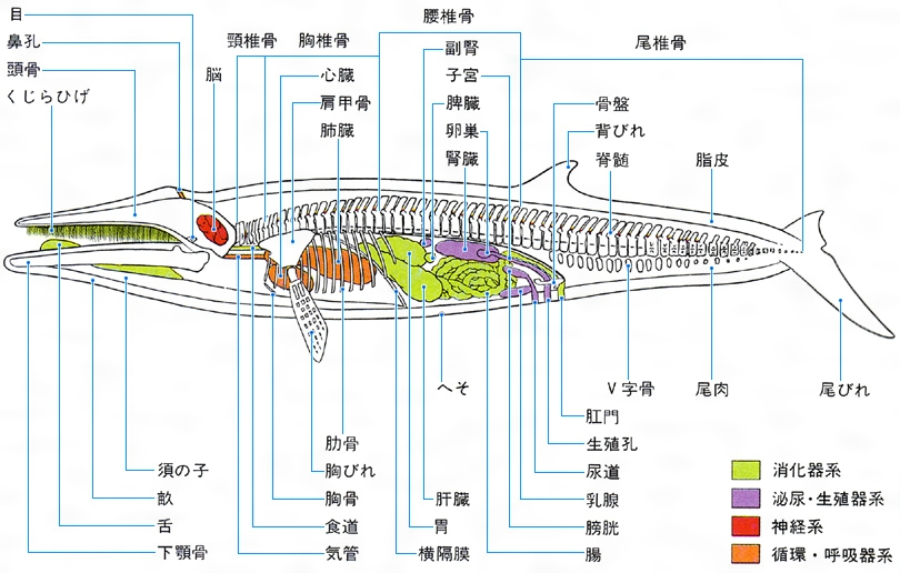 イルカ クジラ 標本 約20cm 詳細な骨構造 イルカ クジラ 標本 約20cm