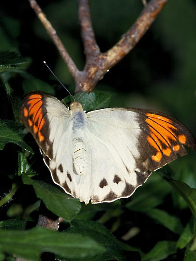 ツマベニチョウとは？ 意味や使い方 - コトバンク