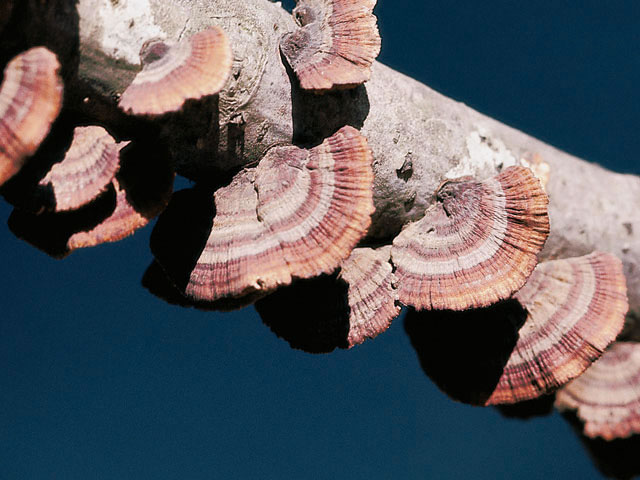 猿の腰掛け類きのこ図鑑/サルノコシカケ類のキノコ200種の図鑑・1頁に1