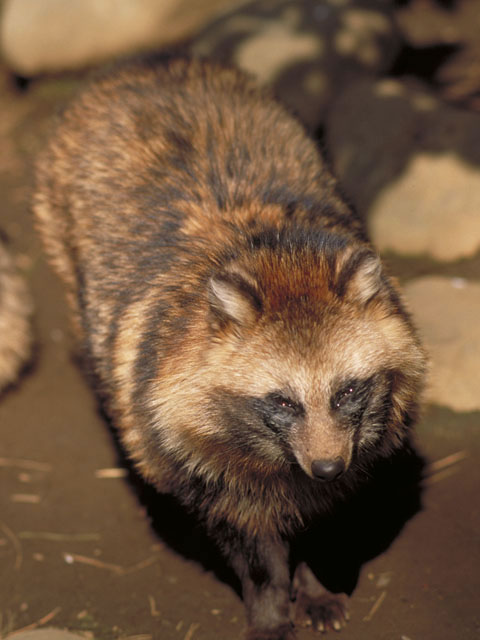 たぬきのやつ タヌキとアライグマの見分け方① | 愛知県,岡崎市,豊橋