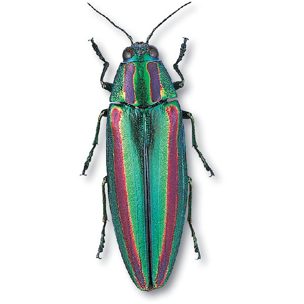 リ*ダ様 緑色と金色の光沢 昆虫標本 タマムシ約67匹 リ*ダ様 緑色と