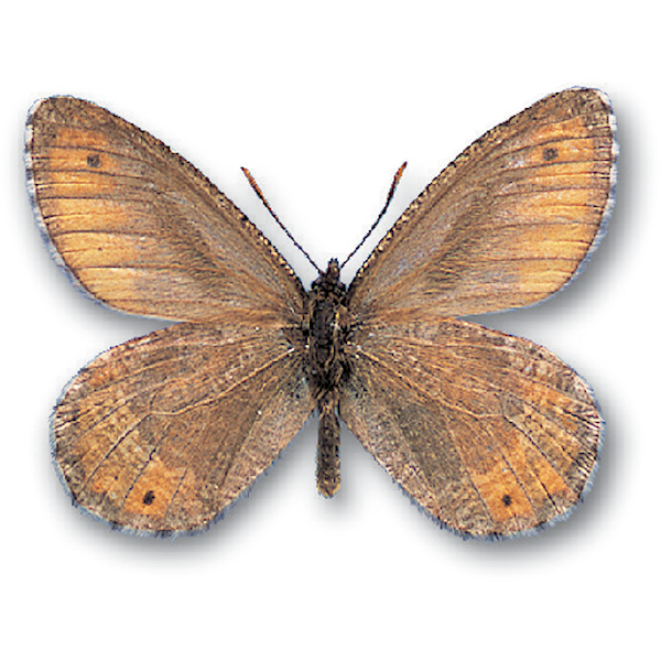 国産蝶標本 タカネヒカゲ 富山県 鷲羽岳産 規制前採集 高山蝶