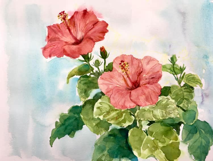 ハイビスカス。画家の作品、古典画水彩、最終値下げ。 ハイビスカス