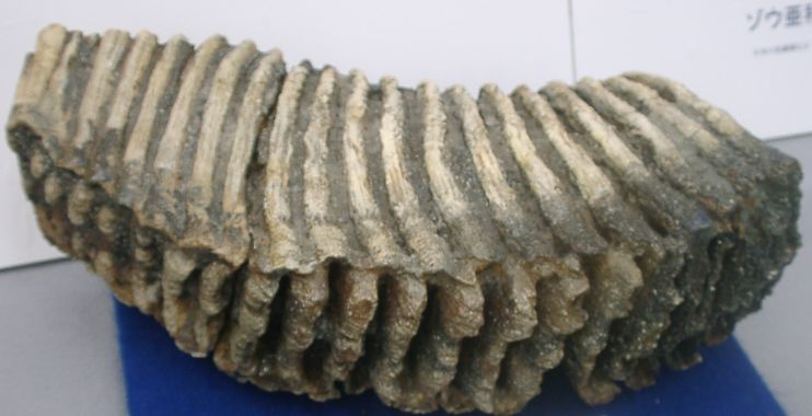 希少）マンモス ナウマンゾウ 歯化石 臼歯 Yahoo!オークション - 化石