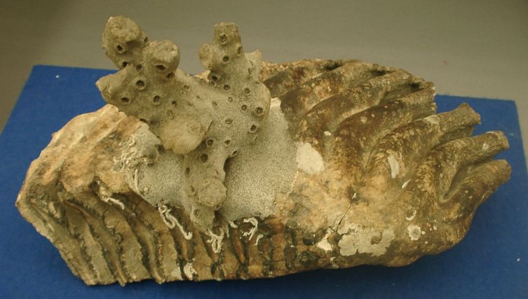 ナウマンゾウ 臼歯 化石 ナウマン象の臼歯 | ジオ学習｜島根半島・宍道