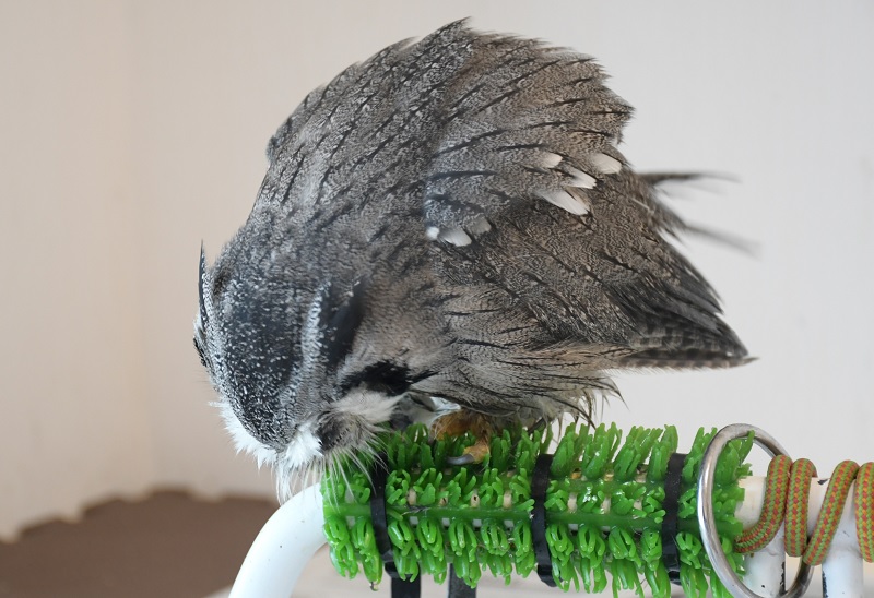 猛禽類パーチ 止まり木 人工芝付き｜猛禽類 鳥類 パーチ （止まり木）