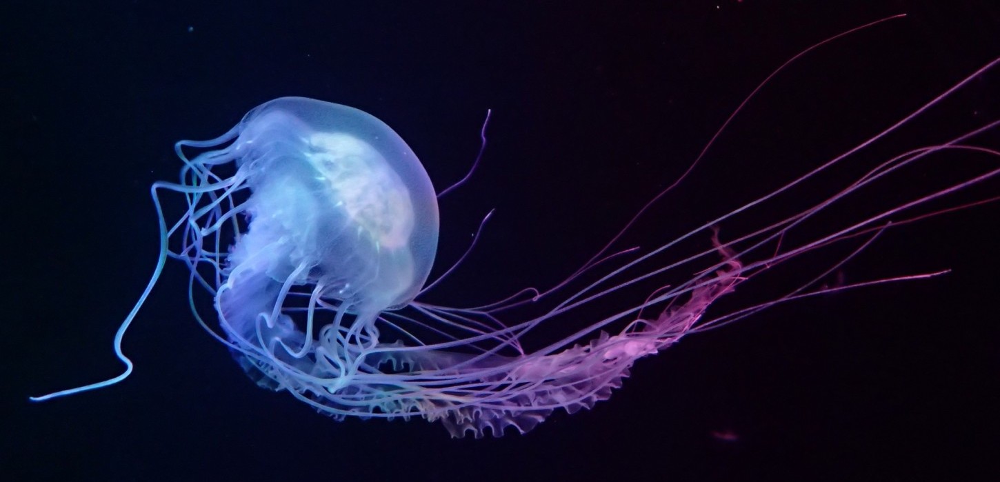 クラゲ屋 Japan Jellyfish Labolatory