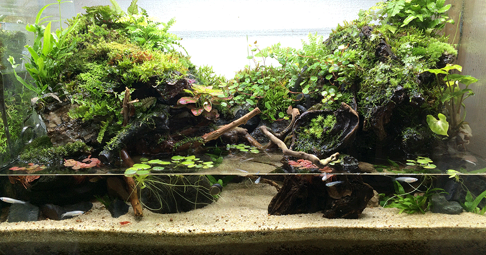 大自然 大型60 アクアテラリウム 完成品 水槽 大自然 大型60 アクア