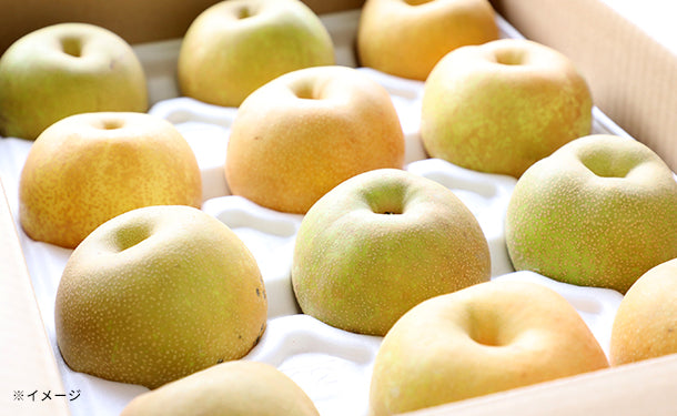 島根県益田市産「家庭用 旬の梨セット」5kg【クラチャレふるさとだより