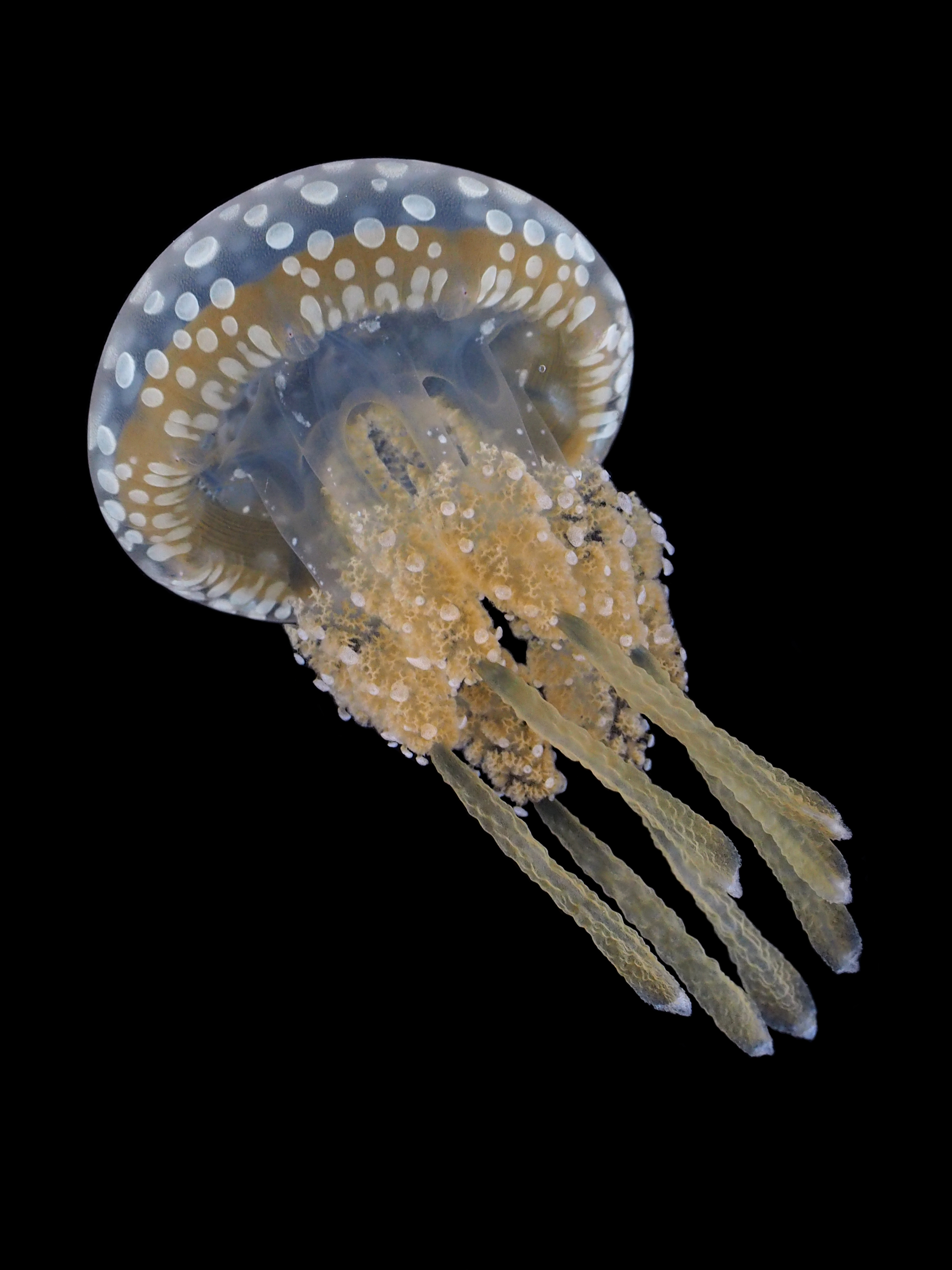 タコクラゲ | 公益財団法人 黒潮生物研究所