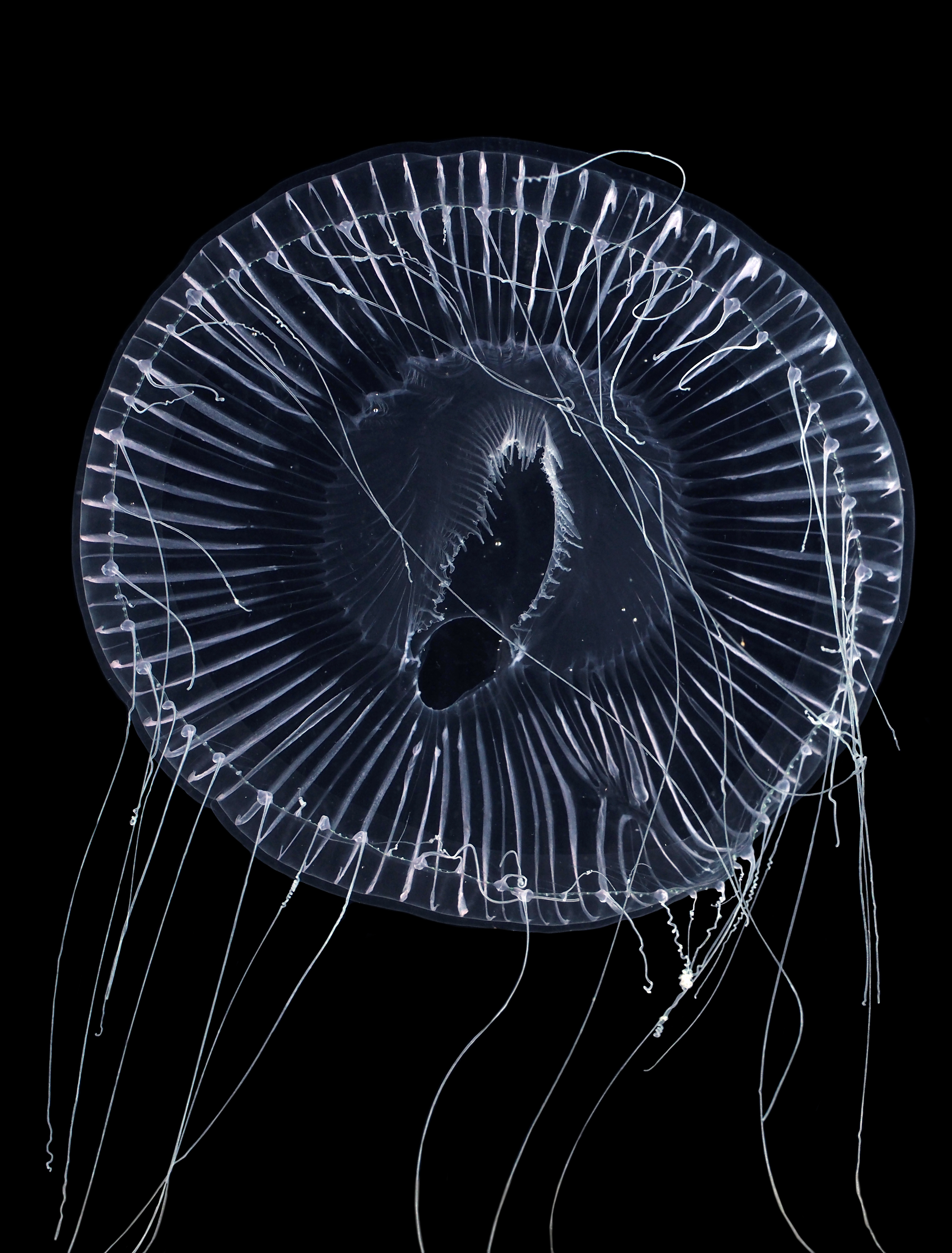 オワンクラゲ | 公益財団法人 黒潮生物研究所