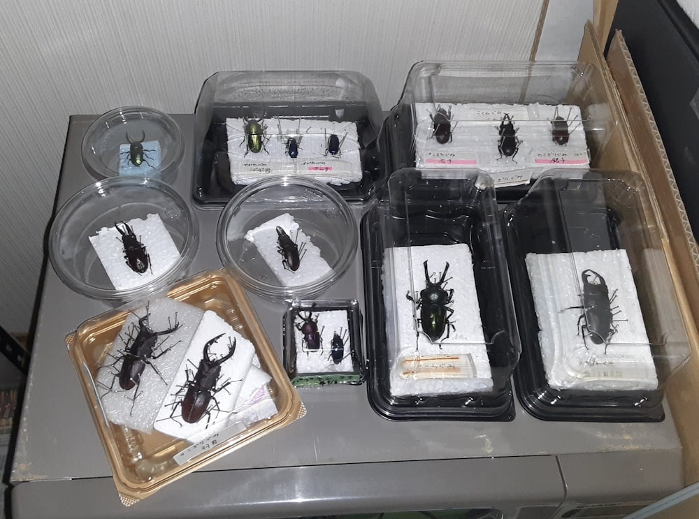 ミヤマクワガタ 標本 昆虫標本の作成方法 | わたくわの飼育記