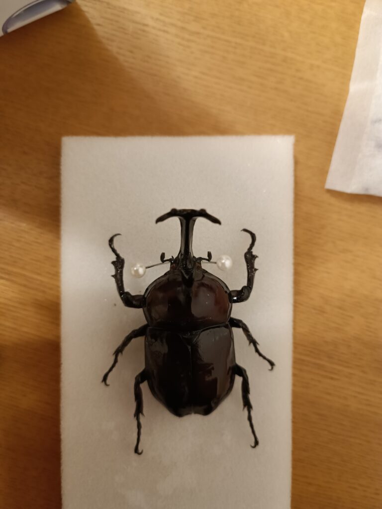 クワガタ・カブトムシ標本の作り方 | かぞくわ