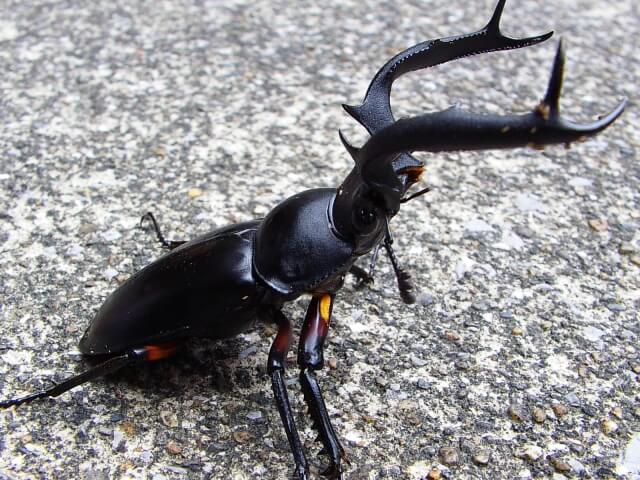 ディディエールシカクワガタの飼育（羽化） | クワガタ・カブトムシ